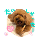 茶妃狗（個別スタンプ：35）