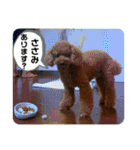 茶妃狗（個別スタンプ：39）