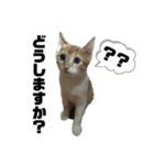 うちのタラトロ時々にわとり（個別スタンプ：6）
