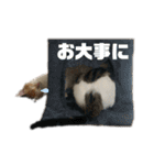 うちのタラトロ時々にわとり（個別スタンプ：13）
