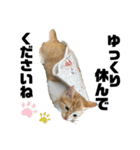 うちのタラトロ時々にわとり（個別スタンプ：14）