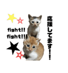 うちのタラトロ時々にわとり（個別スタンプ：20）