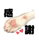 うちのタラトロ時々にわとり（個別スタンプ：23）