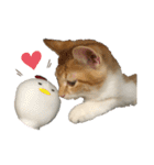 うちのタラトロ時々にわとり（個別スタンプ：34）