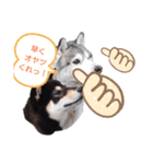我が家のペットwithご近所（個別スタンプ：7）