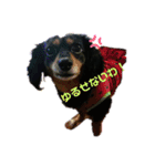 チワックスのナナchan（個別スタンプ：3）