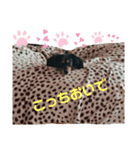 チワックスのナナchan（個別スタンプ：6）