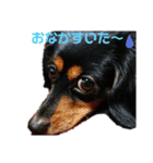 チワックスのナナchan（個別スタンプ：11）