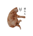my猫くん*2（個別スタンプ：1）