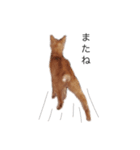 my猫くん*2（個別スタンプ：4）