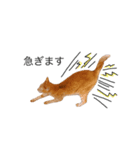 my猫くん*2（個別スタンプ：5）
