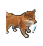 忠犬(？)ココア（個別スタンプ：1）