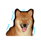 忠犬(？)ココア（個別スタンプ：2）