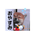 忠犬(？)ココア（個別スタンプ：3）