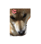 忠犬(？)ココア（個別スタンプ：4）