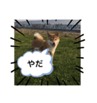 忠犬(？)ココア（個別スタンプ：5）