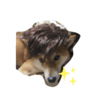 忠犬(？)ココア（個別スタンプ：6）