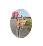 忠犬(？)ココア（個別スタンプ：8）