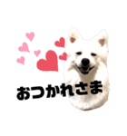日本スピッツ しらたま（個別スタンプ：1）