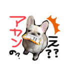 フレンチブルドッグ❤️モンタ（個別スタンプ：3）