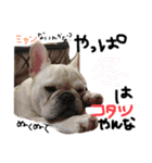 フレンチブルドッグ❤️モンタ（個別スタンプ：6）