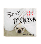 フレンチブルドッグ❤️モンタ（個別スタンプ：7）