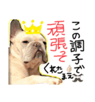 フレンチブルドッグ❤️モンタ（個別スタンプ：19）