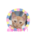 茶トラの姫Part2（個別スタンプ：12）