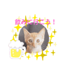 茶トラの姫Part2（個別スタンプ：13）