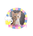 茶トラの姫Part2（個別スタンプ：15）