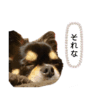 あにゃたんスタンプ1（個別スタンプ：6）