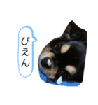 あにゃたんスタンプ1（個別スタンプ：7）