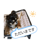 あにゃたんスタンプ1（個別スタンプ：8）