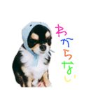 あにゃたんスタンプ1（個別スタンプ：16）