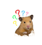 キンクマハムスターのぽてちゃん（個別スタンプ：7）