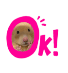 キンクマハムスターのぽてちゃん（個別スタンプ：11）