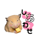 キンクマハムスターのぽてちゃん（個別スタンプ：13）