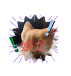 猫のこむぎの日常。（個別スタンプ：7）