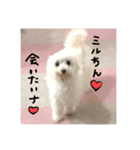 だいちゅきみるたん（個別スタンプ：31）