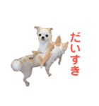 パオの助スタンプ（個別スタンプ：4）