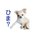 パオの助スタンプ（個別スタンプ：8）