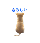 パオの助スタンプ（個別スタンプ：14）