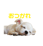 パオの助スタンプ（個別スタンプ：24）