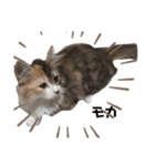 にゃーにゃー猫ちゃん（個別スタンプ：1）