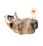 にゃーにゃー猫ちゃん（個別スタンプ：2）