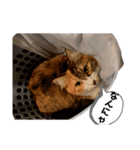 にゃーにゃー猫ちゃん（個別スタンプ：3）