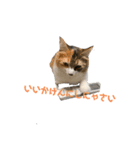にゃーにゃー猫ちゃん（個別スタンプ：4）