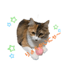 にゃーにゃー猫ちゃん（個別スタンプ：8）