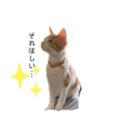 猫のこむぎの日常（個別スタンプ：2）