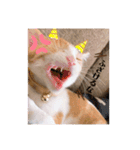 猫のこむぎの日常（個別スタンプ：3）